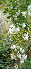 Symphoricarpos rivularis - grid24_24