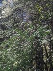 Mountain dogwood tree in the forest - grid24_24