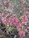 Beautiful pink flowers of desert peach - grid24_24