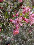 Pink flowers of desert peach, Prunus andersonii - grid24_24