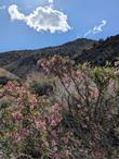 Desert Peach, Prunus andersonii in the White mountains. - grid24_24