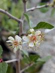 Prunus fremontii, Desert Apricot, Flower - grid24_24