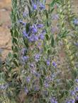 Trichostema lanceolatum,
Vinegar weed, has blue purple flowers - grid24_24