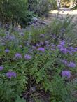 Monardella subglabra, Coyote Mint, in a flower bed - grid24_24