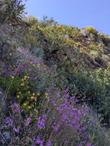 Penstemon heterophyllus, Foothill Penstemon growing on the North slopes in southern Monterey County  mixed with Yerba Santa, Yucca and Adelaide monkey flower - grid24_24