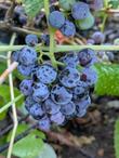 Fruit of the Rogers Red Grape - grid24_24