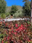 Bright red fall foliage of the Roger's Red Grape - grid24_24