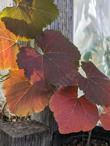 Leaves of the Roger's red grape in fall - grid24_24