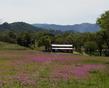 Red Maids in the Hayfield, Las Pilitas Road.  - grid24_24
