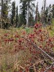 Ribes roezlii
Sierra Gooseberry in the forest - grid24_24
