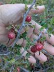 Ribes roezlii, Sierra Gooseberry, has very large fruits.  - grid24_24