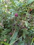 Fruits of the Western Raspberry, Rubus leucodermis  - grid24_24