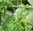 Urtica holosericea Hoary Nettle