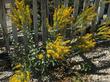 Solidago canadensis elongata Canada Goldenrod plant