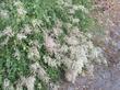 This is an older photo of Holodiscus discolor, Cream Bush, in flower, with the flowering plant perfectly edging the walkway, in our Santa Margarita garden.  - grid24_24