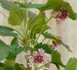 Ribes nevadense, Mountain Pink Currant, here with more upright pink flower clusters. 