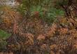 Spiraea douglasii Western Spiraea fall color