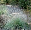 Muhlenbergia rigens,  Deer Grass, is shown here with flowering stalks on the edge of a garden path. This native grass has all sorts of uses.