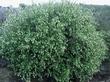 Ribes indecorum, White Chaparral Currant, in full flower in the chaparral of central California. - grid24_24