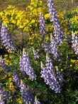 Silver Bush Lupine, Lupinus albifrons, in the wild with Haplopappus linearifolius (Ericameria linearifolia, Stenotopsis linearifolia)