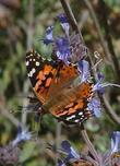 An American Beauty Butterfly on a Salvia Pozo Blue