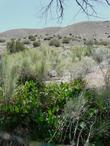 Anemopsis californica, Yerba Mansa, growing along the desert edge under a Populus fremontii, with Lepidospartum squamatum, and Juniperus californica in the background.  