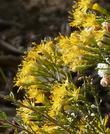 Ericameria cuneata Wedgeleaf Goldenbush - grid24_24