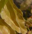 A closeup of the leaves of Cephalanthus occidentalis, California Buttonwillow, which turn yellow, in the fall before they drop.  - grid24_24