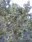 Here is a photo of the glaucous, blue, fruits of Juniperus californica, California Juniper.