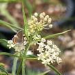 Asclepias fascicularis, Narrow-leaf milkweed with Acmon Blue Butterfly