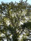 looking up into a Populus trichocarpa, Black Cottonwood