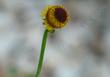 Helenium puberulum What happened to the Flower? - grid24_24