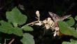 A moth working the flowers of Ribes indecorum, White Chaparral Currant - grid24_24
