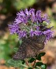 Monardella subglabra (Monardella villosa x Monardella purpurea), Mint Bush, is here being visited a skipper butterfly. 