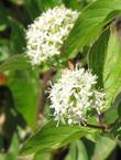 Cornus stolonifera, Red Stem Dogwood has clusters of white flowers.