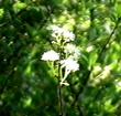 Prunus emarginata Bitter Cherry