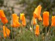 California Poppies close at night, open when it gets sunny