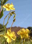 Helianthemum scoparium, Sun Rose flowers