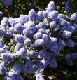 Bright blue flowers on a dark green bush. - grid24_24