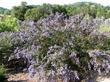 Ceanothus imrpessus nipomoensis is fast, big and showy.