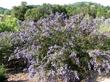 Ceanothus imrpessus nipomoensis is fast, big and showy. - grid24_24