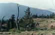 Pinus flexilis, Limber Pine, grows in the  harsh environment of the high- elevation pine forests of California, as you can see here by its dead companions. - grid24_24