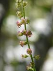 Tellima grandiflora,  Fringe cup flowers flower spike - grid24_24