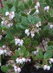 Arctostaphylos edmundsii, Big Sur Manzanita