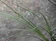 Carex globosa, Globe Sedge - grid24_24