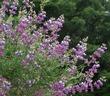 Silver Bush Lupine has a mix of pastels and is a stunner in a Southern California Garden. This lupine does not like water and is very drought tolerant.