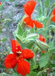 The flowers of Mimulus cardinalis, Scarlet Monkey Flower, have an unusual shape or form in comparison to many other Mimulus species.  - grid24_24