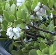 This manzanita is believed to be a hybrid of Arctostaphylos glandulosa and Arctostaphylos uva-ursi, found in northern California. - grid24_24