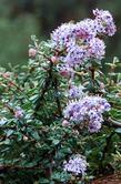 This close up of the Ceanothus maritimus flowers is only maybe 10 cm (5 inches) high.