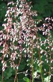 Heuchera rubescens var. glandulosa, Jack o the Rocks, grows in rocky areas,  has red stems and white to pink flowers, which make a good contrast.